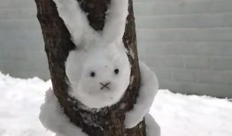 雪兔子爆料视频,幕后真相大起底