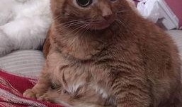 猫土豆在线观看,解锁精彩瞬间，畅享影视盛宴