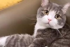 猫土豆在线观看,解锁精彩瞬间，畅享影视盛宴