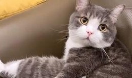 猫土豆在线观看,解锁精彩瞬间，畅享影视盛宴