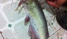 冲哥爆料鲛鱼儿视频大全,鲛鱼儿视频大全精彩瞬间大汇总