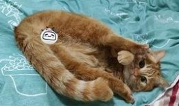 猫土豆在线观看,解锁精彩瞬间，畅享影视盛宴