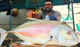 冲哥爆料鲛鱼儿视频大全,鲛鱼儿视频大全精彩瞬间大汇总