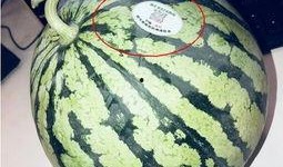 湛江网红吃瓜,揭秘当地美食文化新潮流