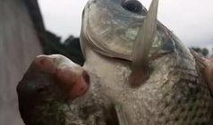 鱼鱼爆料视频大全,揭秘娱乐圈幕后故事