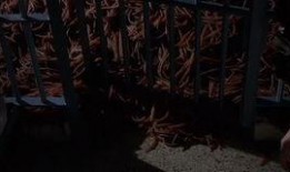 恐怖食肉虫在线观看,在线惊悚之旅，揭秘恐怖虫族入侵之谜