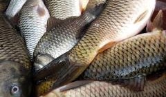 鱼鱼爆料视频大全,揭秘娱乐圈幕后故事