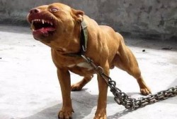 比特猛犬爆料视频播放下载,独家播放与下载解析