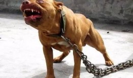 比特猛犬爆料视频播放下载,独家播放与下载解析