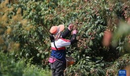 24小时吃瓜黑料免费,揭秘娱乐圈幕后真相