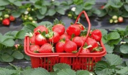 草莓种植爆料视频,从播种到收获的全程爆料