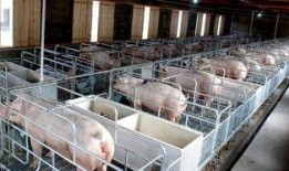 网友爆料猪场视频播放大全,网友爆料真实养殖现场全记录