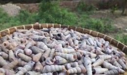 快手网红吃瓜群最新动态