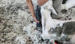 育肥羊爆料视频最新,揭秘养殖场惊人内幕