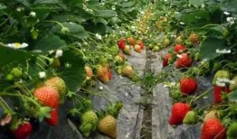 草莓种植爆料视频,从播种到收获的全程爆料