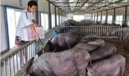 网友爆料猪场视频播放大全,网友爆料真实养殖现场全记录