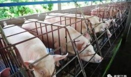 网友爆料猪场视频播放大全,网友爆料真实养殖现场全记录